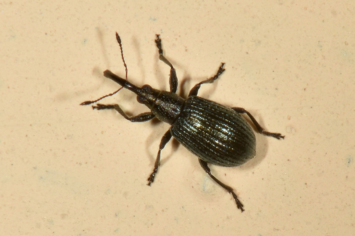 Apionidae:  Ischnopterapion virens